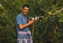 The Mangrove Wall Is Crumbling : Can We Act in Time?