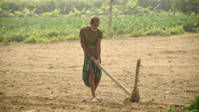 শীতের সবজি রোপন করতে জমি প্রস্তুত করছেন এক কৃষক।জামালপুর গ্রাম,পীরগঞ্জ,রংপুর।ছবিঃমাসুদার রহমান