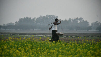 বেলা ফুবার আগে কাজ শেষে ঘরে ফিরছেন কৃষক।গ্রাড়াবেড় গ্রাম,পীরগঞ্জ,রংপুর,ছবিঃমাসুদার রহমান