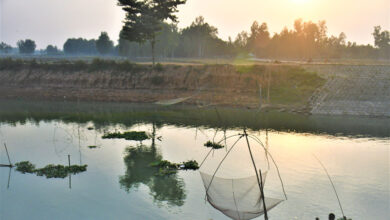 শীতের পড়ন্ত বিকেলে আঁখিরা নদীতে মাছ ধরছের এক ব্যক্তি।ছবিটি রংপুরের পীরগঞ্জ থেকে তোলা।ছবিঃমাসুদার রহমান