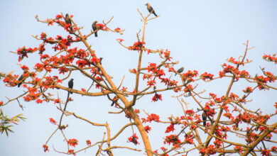 গাছে গাছে শিমুল ফুটেছে।বসন্তের সূচনায় ফুলের আকর্ষণে পাখির আনাগোনা।ওসমান পুর গ্রাম, পীরগঞ্জ, রংপুর, ফেব্রুয়ারি,ছবিঃমাসুদার রহমান