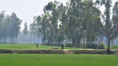 ২য় ছবিঃভেড়ার পাল নিয়ে বাড়ি ফিরছেন এক নারী। নখার পাড়া গ্রাম পীরগঞ্জ,রংপুর,ছবিঃমাসুদার রহমান