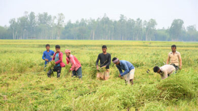 বড়-বিলে চলছে ধান কাটার মৌসুম। খেত থেকে ধান কাটতে ব্যস্ত কৃষি শ্রমিকেরা।পীরগঞ্জ,রংপুর,ছবিঃমাসুদার রহমান
