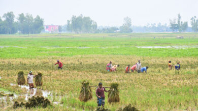 পাকা ধান নিয়ে বাড়ি ফিরছেন কৃষকেরা।বড় বিলা পাড়,পীরগঞ্জ,রংপুর।১১ মে.ছবিঃমাসুদার রহমান