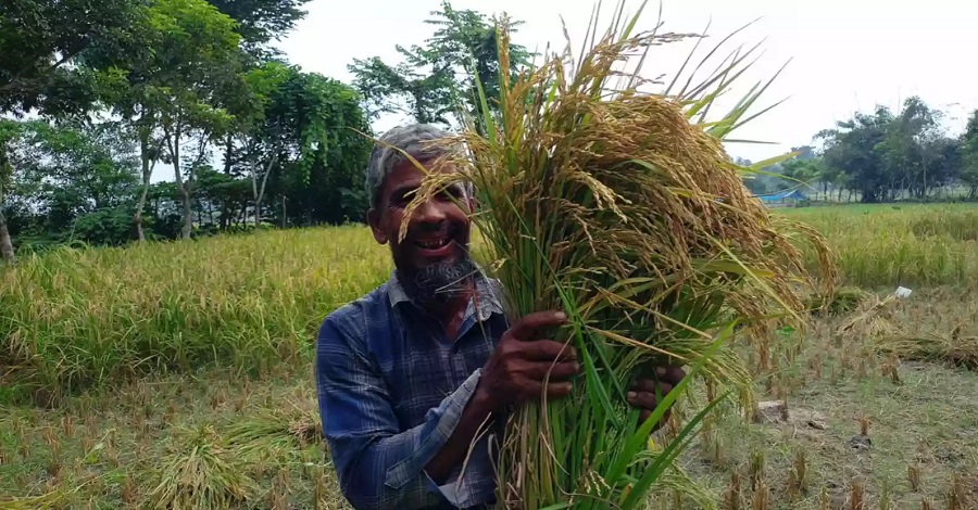 আগাম ধানের ভালো ফলন হওয়ায় হাসি ফুটেছে কৃষকের মুখে।