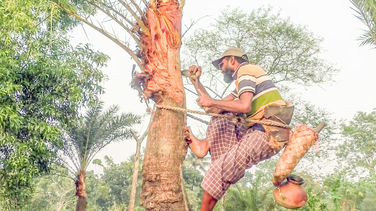 রসের জন্য খেজুরগাছ কেটে প্রস্তুত করছেন গাছি। গতকাল যশোরের চৌগাছা উপজেলার চাকলা গ্রাম থেকে তোলা।