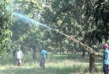 মুকুলের পরিচর্যায় কিটনাশক প্রয়োগ করেছেন চাষিরা। ছবি : ইউএনবি