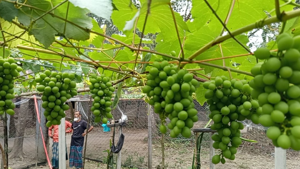 কিশোরগঞ্জের কুলিয়ারচর উপজেলার গোবরিয়া আব্দুল্লাহপুর ইউনিয়নে অবসরপ্রাপ্ত পুলিশ কর্মকর্তা রমিজ উদ্দিনের আঙুর বাগান।