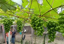 কিশোরগঞ্জের কুলিয়ারচর উপজেলার গোবরিয়া আব্দুল্লাহপুর ইউনিয়নে অবসরপ্রাপ্ত পুলিশ কর্মকর্তা রমিজ উদ্দিনের আঙুর বাগান।