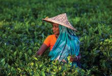 টানা দুই বছর নিলামে ন্যূনতম মূল্যস্তর বসানোয় পরিস্থিতি পাল্টেছে চা বাগানগুলোর | ছবি: ফাইল/নিজস্ব আলোকচিত্রী